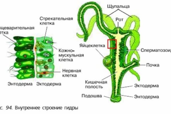 Как зайти на кракен через тор браузер